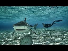 Giant Tiger shark in the shallows - YouTube