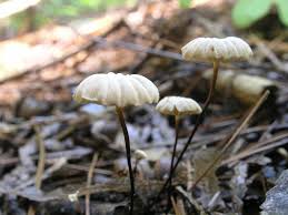 Image result for Marasmius rotula
