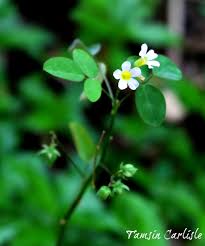 Image result for Oxalis barrelieri