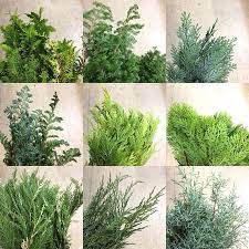 コニファー種類まとめ コニファー 種類 コニファー 花壇