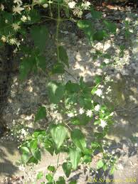 Image result for Clematis uhehensis