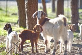Where can i buy a baby goat. How To Raise And Care For Baby Goats