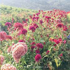 Pin On Flowers Plants