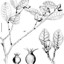 Image result for Gardenia transvenulosa