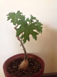 Image result for Kedrostis capensis