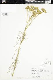 Image result for Senecio gramineticola