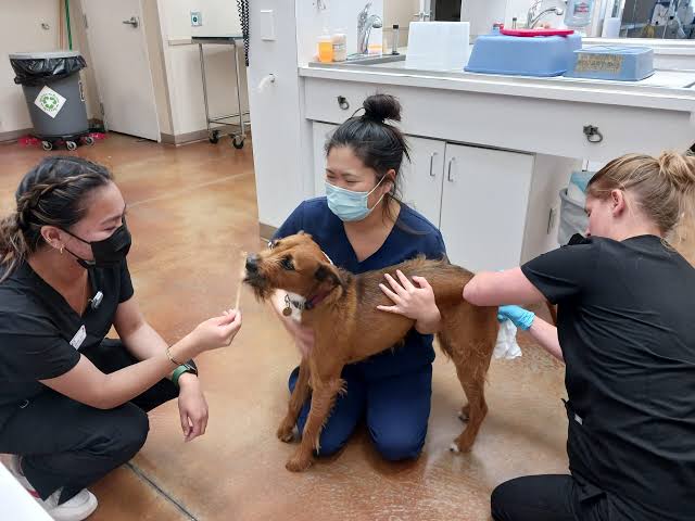 Fear Free – Animal Care Clinic