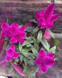 Celosia Argentea Flower Seedlings Flower Farm Plant Seedlings