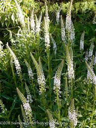 Image result for Lysimachia
