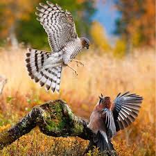 Top 10 Fastest Animals On The Planet Fastest Animals Petlovers Birds Of Prey Birds Of Prey Uk Animals