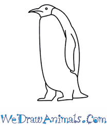 How to draw a penguin for kids: How To Draw A Penguin