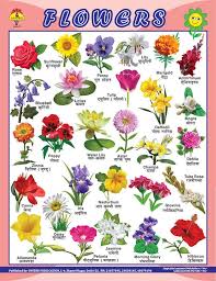 Indian boy baby names starting with p list, hindu boy baby names with letter p. Flowers Name In Hindi English And Marathi Hd Image Flower Rose Indian Flower Names All Flowers Name Flowers Names And Pictures