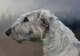 Irish wolfhound puppies for sale. Breeders Maclaomainn