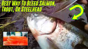 Can You Freeze An Ungutted Fish Begin To Fish