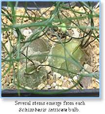 Image result for Schizobasis intricata