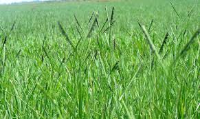 Image result for Paspalum vaginatum