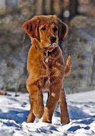 Find local golden retriever puppies for sale and dogs for adoption near you. American Red Golden Retriever Puppies For Sale Off 51 Www Usushimd Com