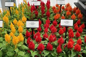 Image result for Celosia nervosa