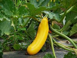 Pack hot pickles loosely into sterile, hot pint jars and cover with hot liquid to 1/2 inch from top. Growing Organic Zucchini In Containers At Home Gardening Tips