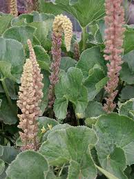 Image result for Gunnera perpensa