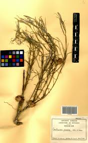 Image result for Centaurea praecox