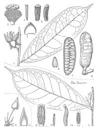 Image result for Uvariastrum