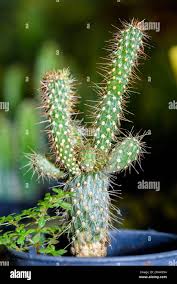 Image result for Cactaceae