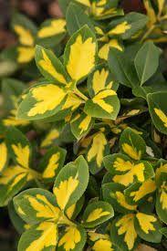 Image result for Euonymus fortunei
