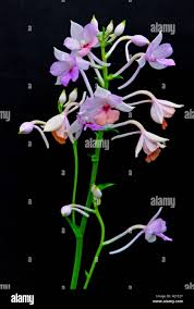 Image result for Calanthe sylvatica