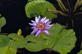 Image result for Nymphaea maculata