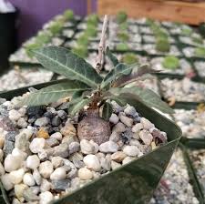 Image result for Raphionacme palustris