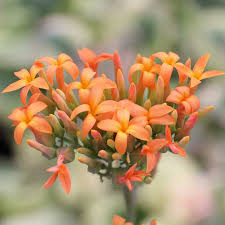 Image result for Kalanchoe fedtschenkoi