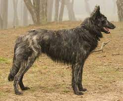 What you feed your dog is an individual choice, but working with your veterinarian and/or breeder will. Dutch Shepherd Dog Breed Information And Pictures