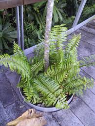 Image result for Oleandraceae