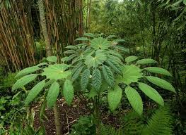 Image result for Araliaceae