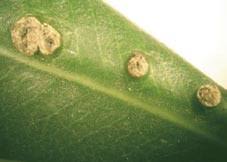 Image result for pseudomonas savastanoi pv nerii oleander symptoms