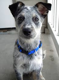 Black Australian Cattle Dog Mix Puppy Blue Heeler Border Collie Mix Puppy Cute Baby Animals Blue Heeler Puppies Heeler Puppies