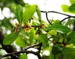 Image result for Eminia antennulifera