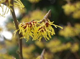 But they also may show up as pale or golden yellow or even saffron. Witch Hazel Guide Winter Flowering Shrubs New England Today