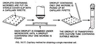 Check spelling or type a new query. Obtaining Pure Culture Of Microorganisms 6 Methods