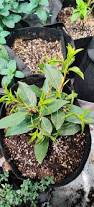 Image result for bay leaf bush foto