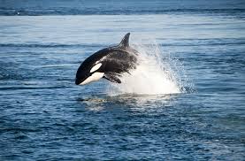 A pair of orcas were filmed apparently hunting a great white shark off the coast of south africa. Orca