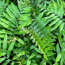Image result for Blechnum tabulare
