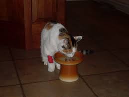 It is a process which occurs mostly internally for the cat. New Appetite Stimulant Thecatsite