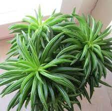 Keep in bright but indirect sunlight and add one inch of water to the clay pot style: Happy Bean Pincushion Peperomia Peperomia Ferreyrae Proven Winners