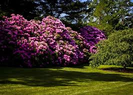 The purpureum elegans rhododendron is a great selection for using in borders, hedges, woodland gardens, or foundation plantings. Nilsen Landscape Design Rhododendrons For Privacy Shade And Foundation Beds
