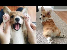 Browse 10,877 corgi puppies stock photos and images available, or search for happy dogs or alaskan malamute puppy to find more great stock photos and pictures. Funny And Cute Corgi Compilation Best Funny Corgi Videos Litetube