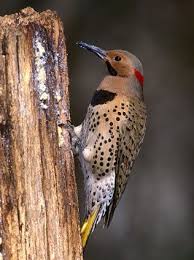 Brown Bird With Red Spot On Back Of Head Pin On Woodpeckers Colaptes Flickers Golden Olive Gilded Green Barred Grey Capped Black Necked