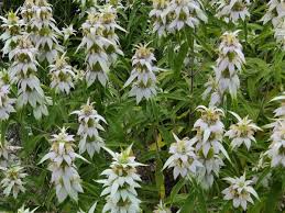 Image result for Monadenium hirsutum