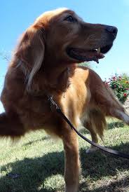 Maybe you would like to learn more about one of these? The Language Of Love Gardens For Goldens